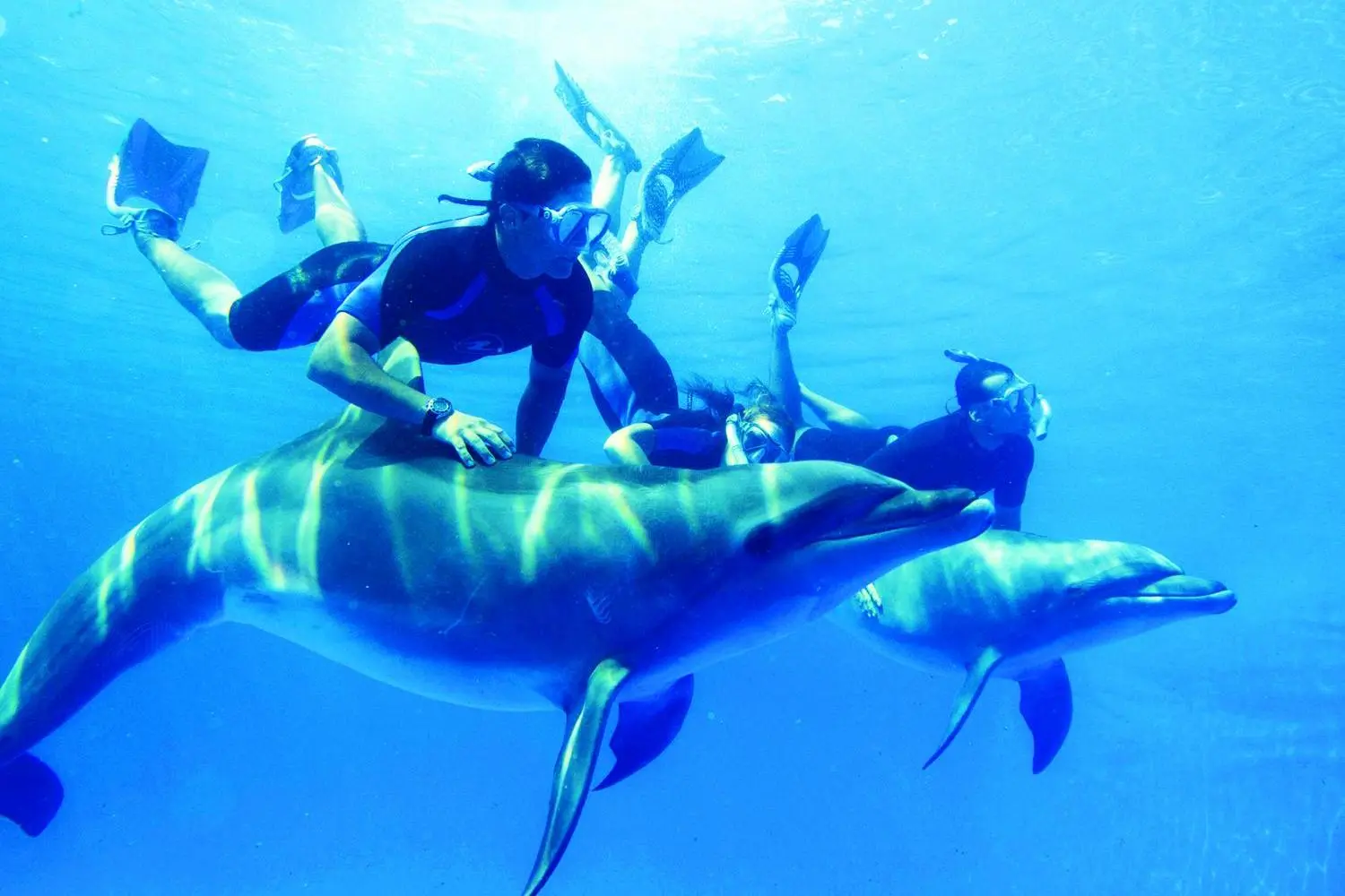 Dolphin Show from Hurghada – Family Entertainment Experience